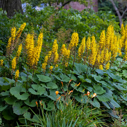 Ligular der Shavalski The Rocket