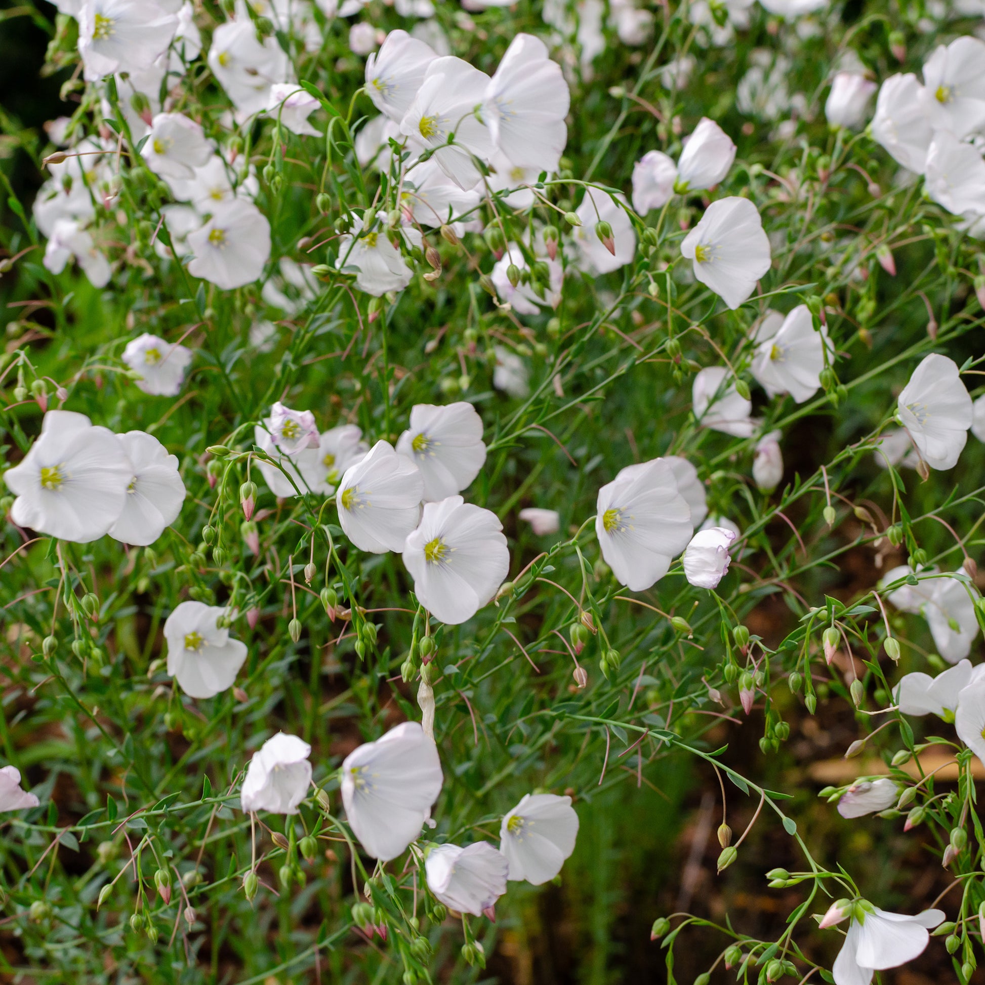 Stauden-Lein Diamant - Linum perenne Diamant - Bakker