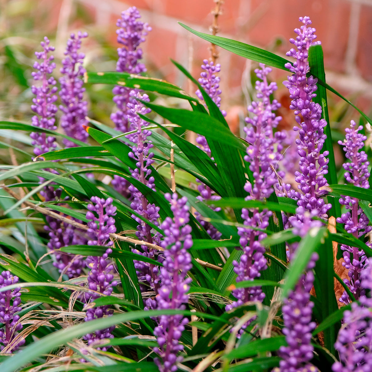 Liriope muscari Big Blue