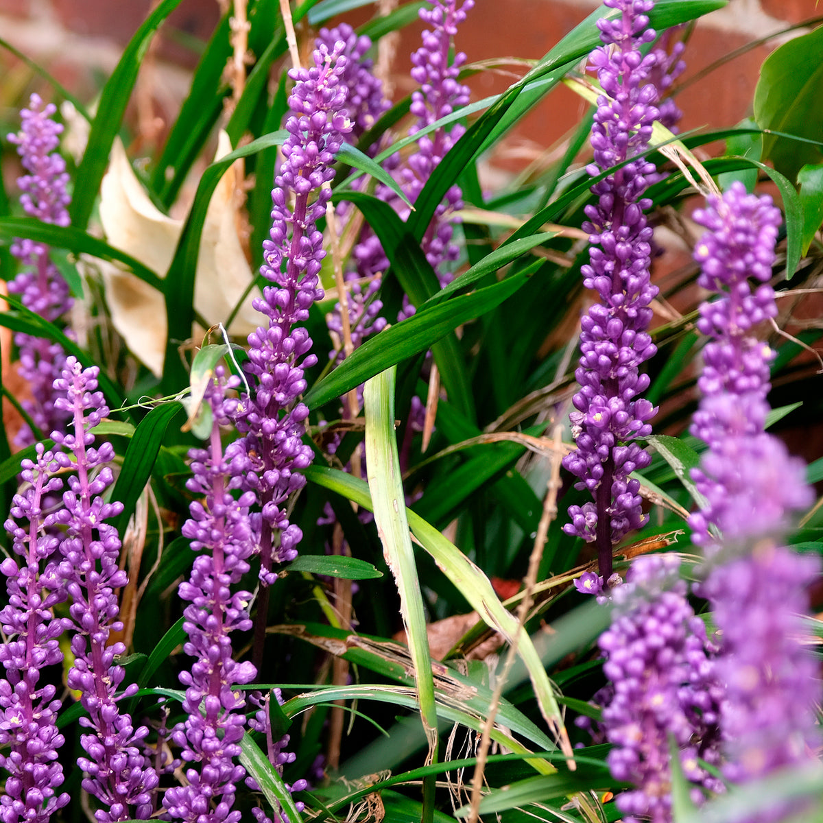 Liriope muscari Big Blue
