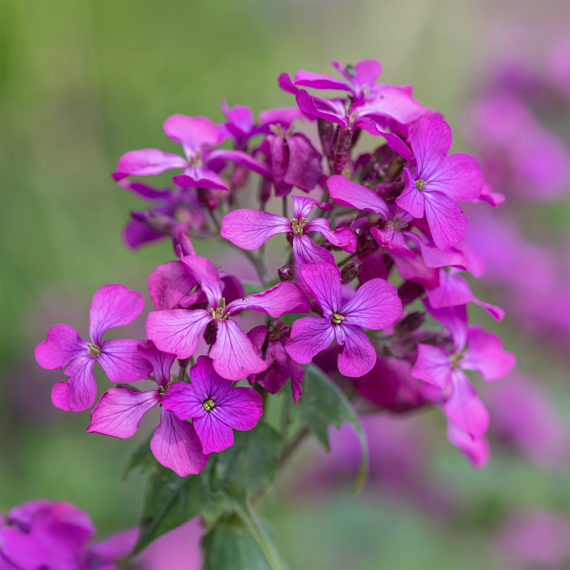 Münzen des Papstes (x3) - Lunaria annua - Bakker