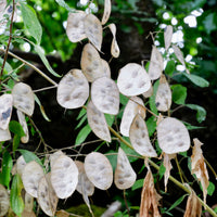 Lunaria annua - Einjähriges Silberblatt - Stauden