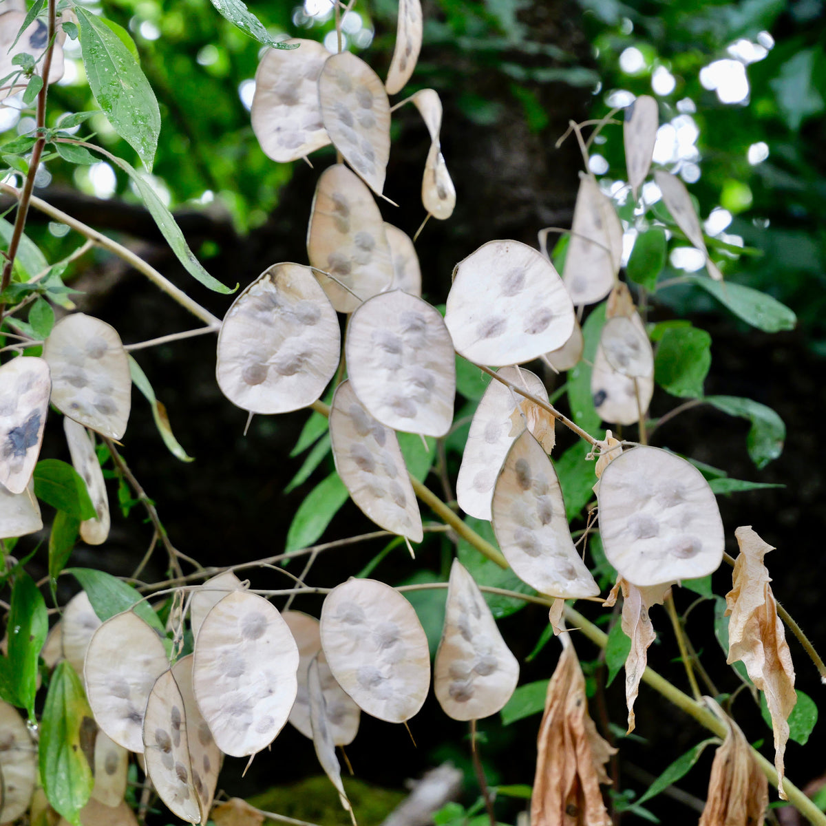 Lunaria annua - Einjähriges Silberblatt - Stauden