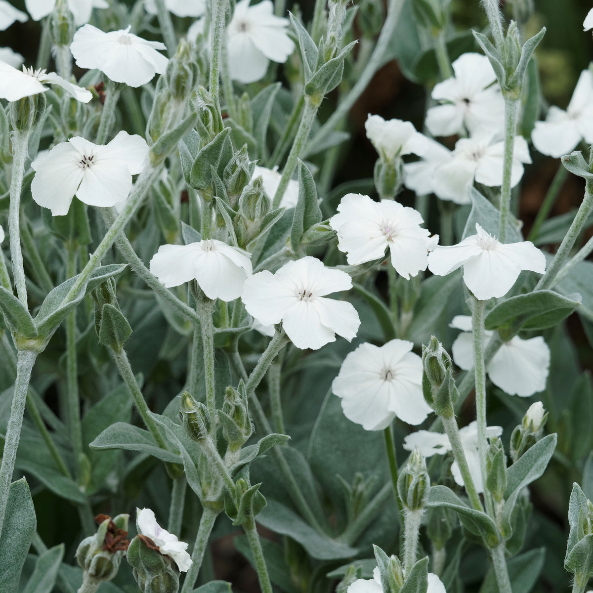 Vexiernelken Alba - Lychnis coronaria alba - Bakker