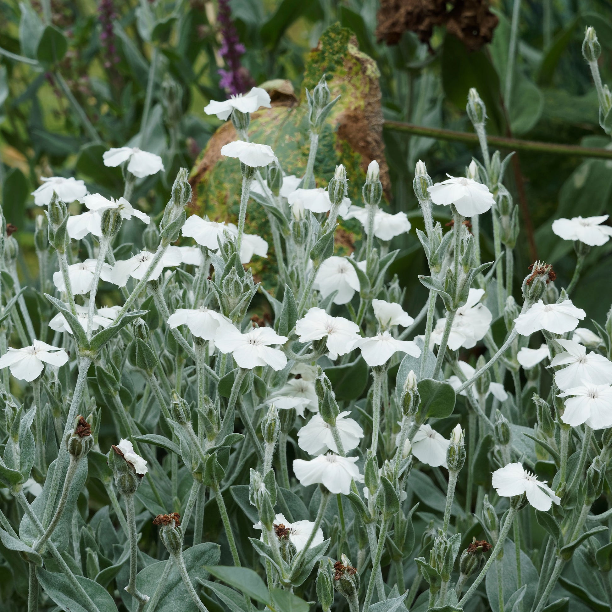 Lychnis coronaria alba - Vexiernelken Alba - Uferpflanzen