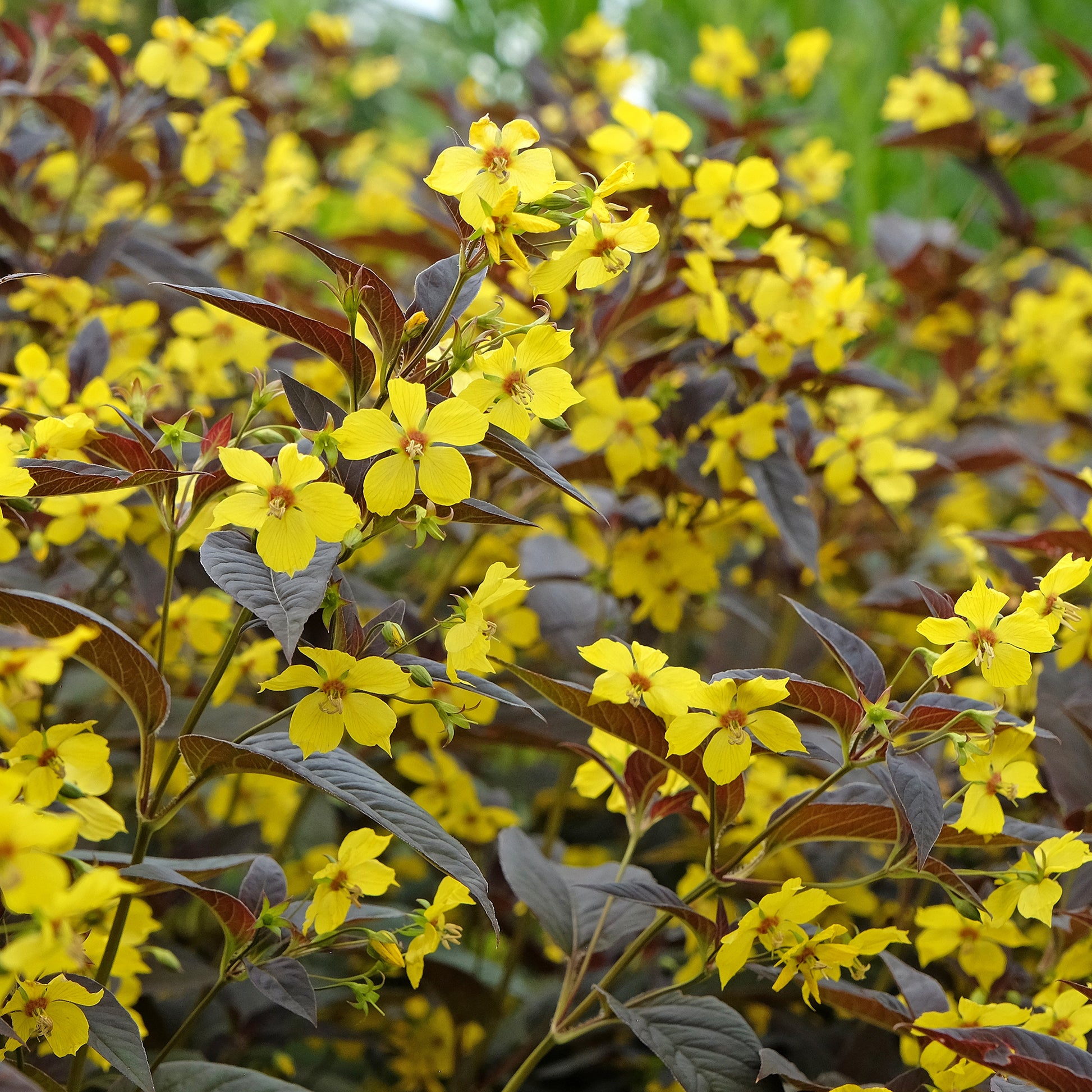 Bewimperter Felberich Firecracker - Bakker