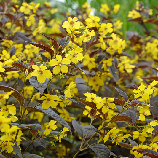 Bewimperter Felberich Firecracker - Bakker