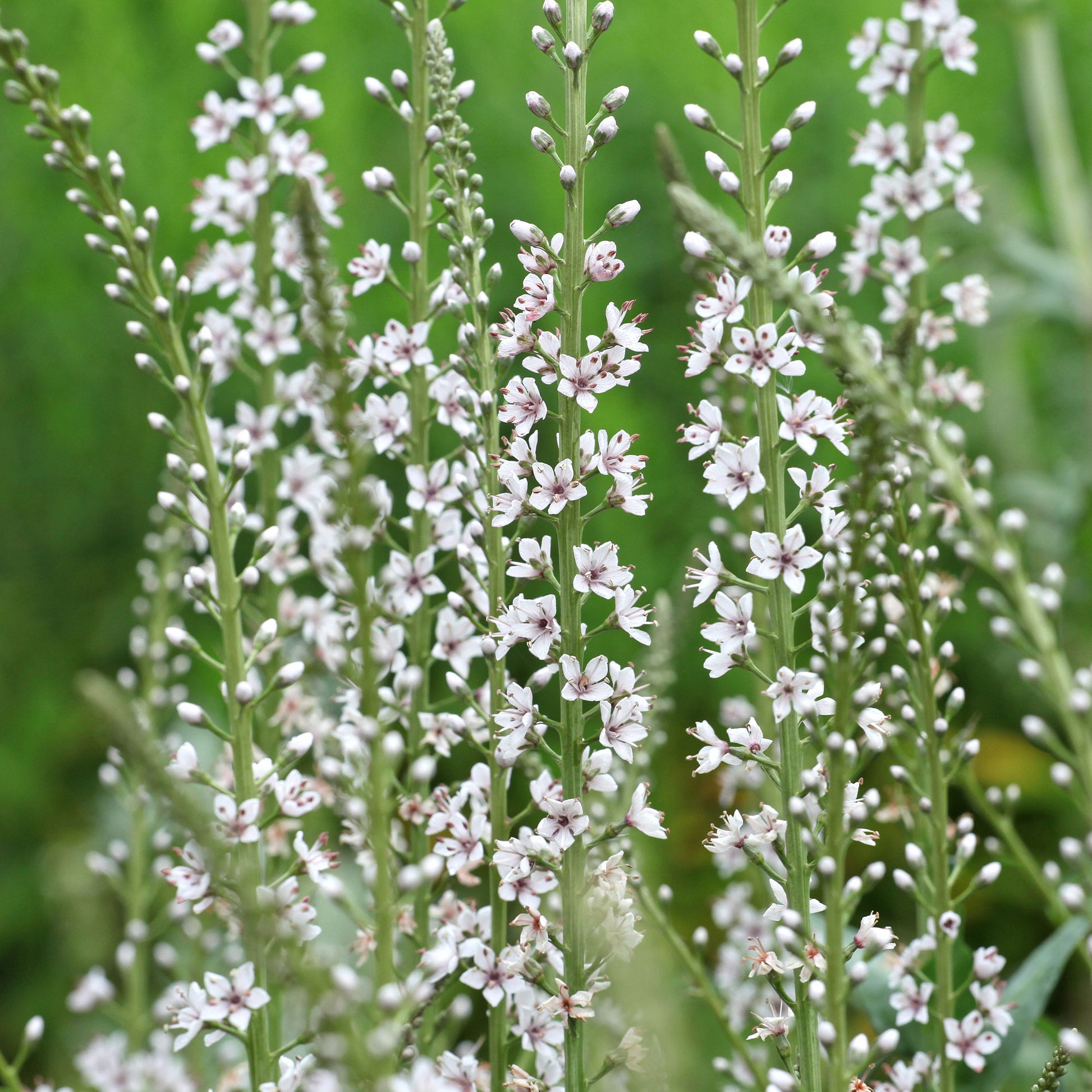 Spanischer Felberich - Lysimachia ephemerum - Bakker