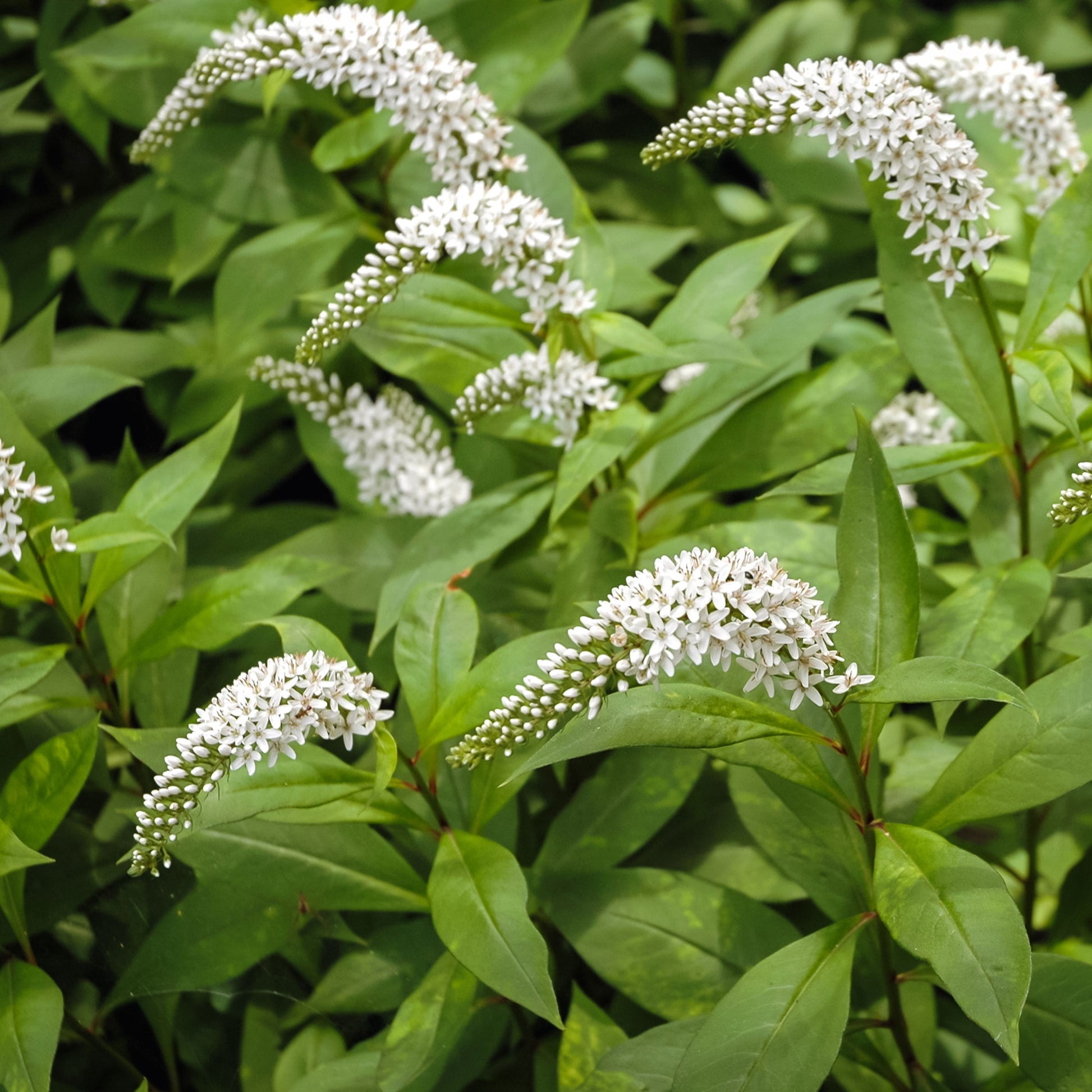 Spanischer Felberich - Bakker
