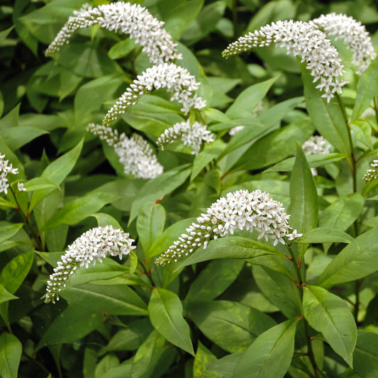 Spanischer Felberich - Bakker