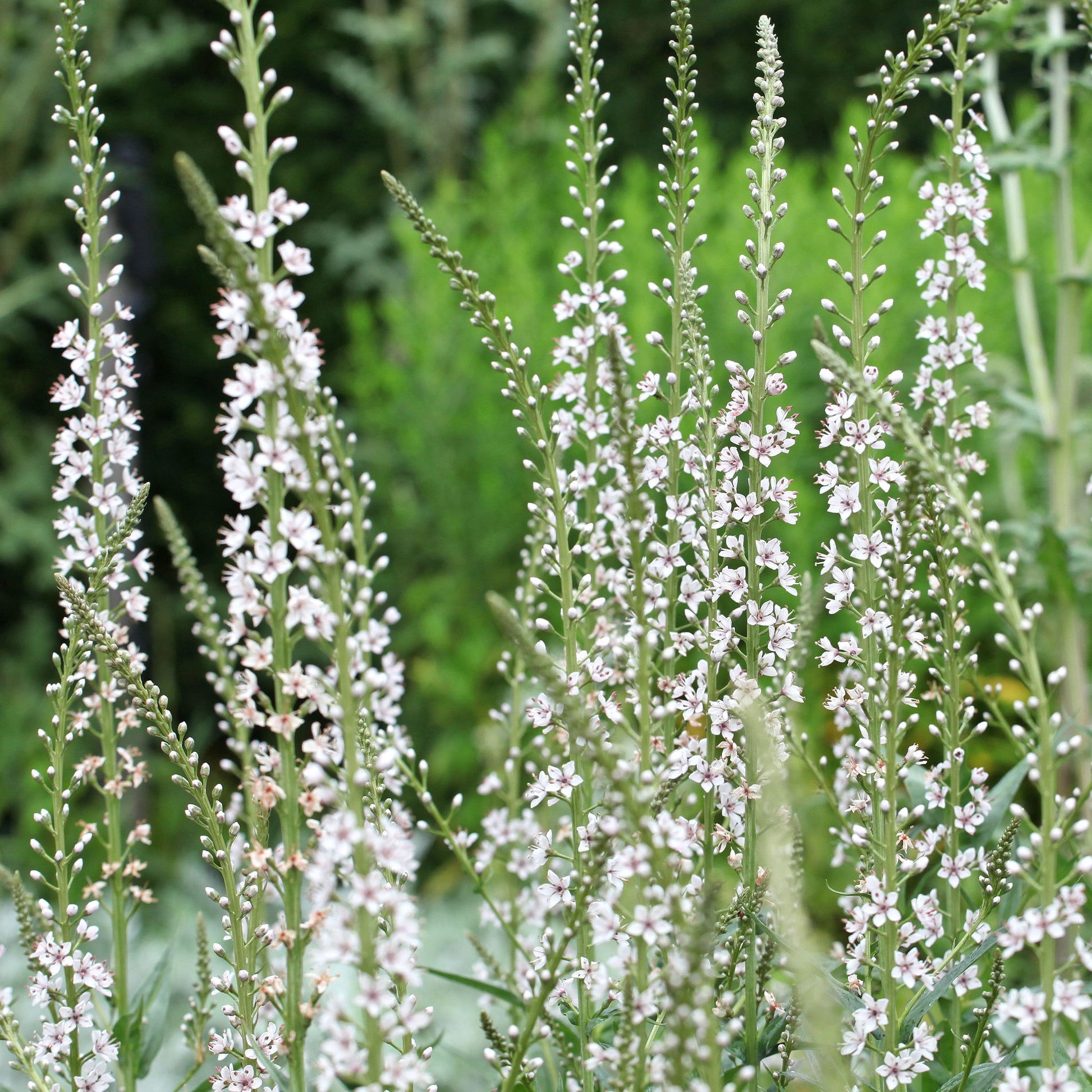 Lysimachia ephemerum - Spanischer Felberich - Stauden