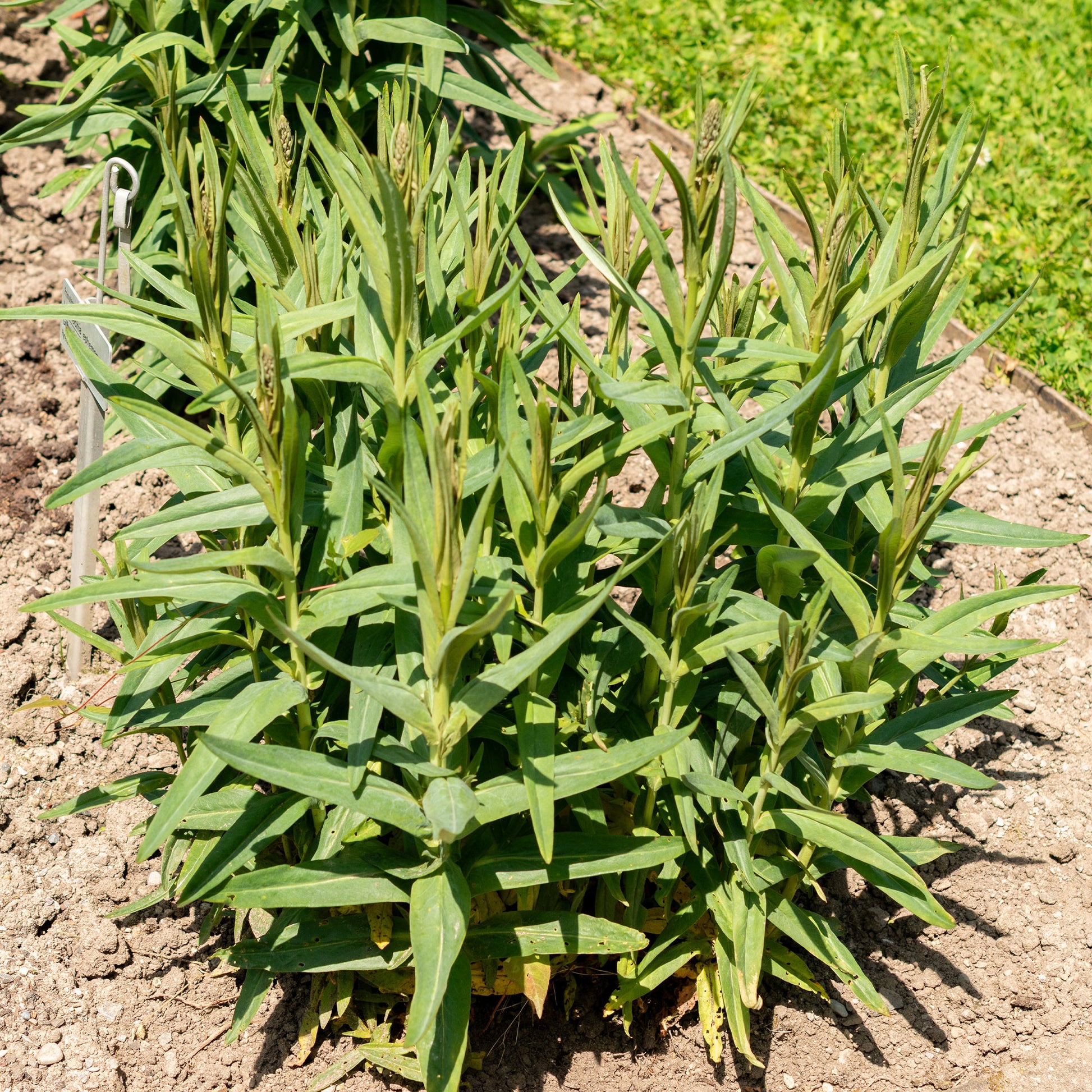 Stauden - Spanischer Felberich - Lysimachia ephemerum