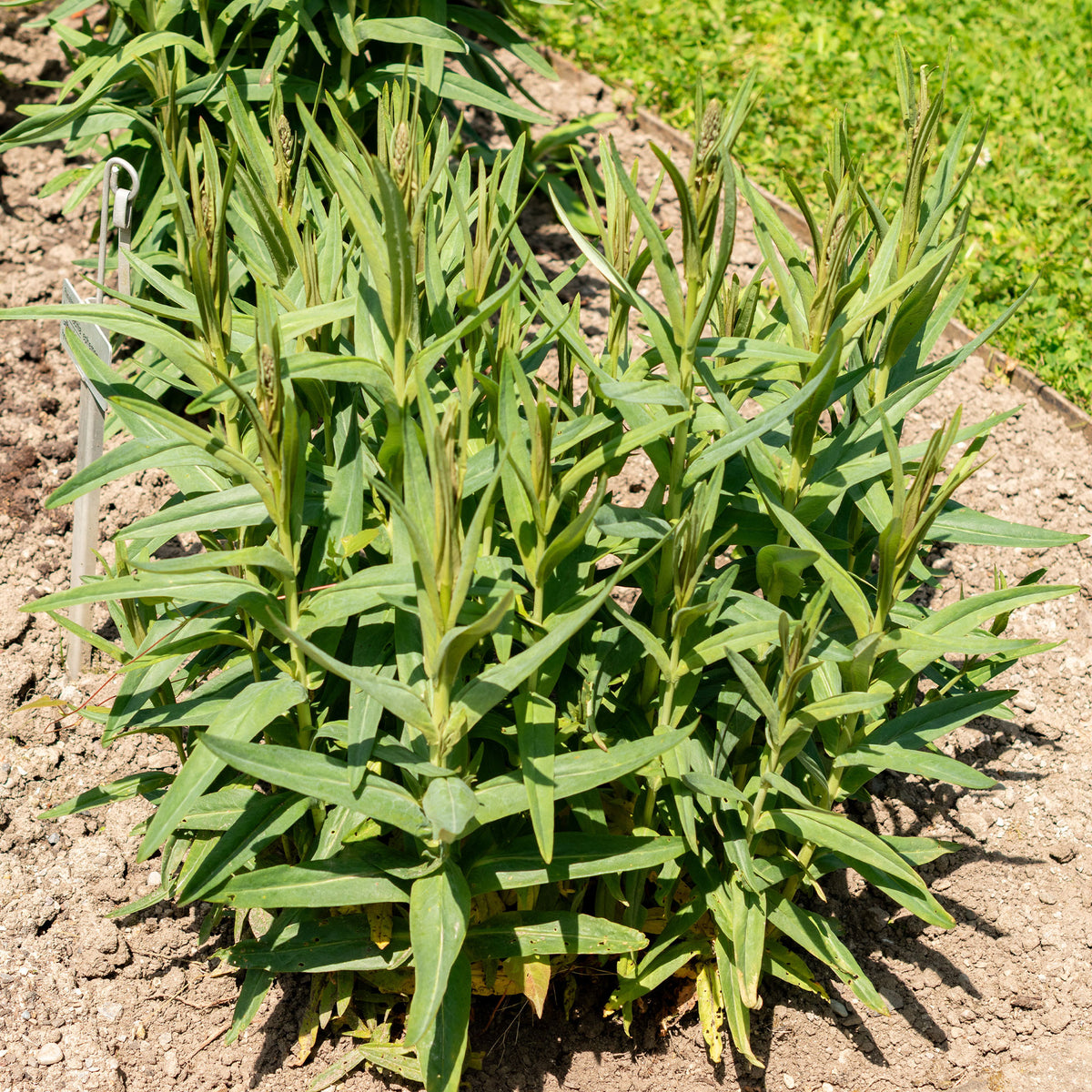 Lysimachia ephemerum - Spanischer Felberich - Stauden