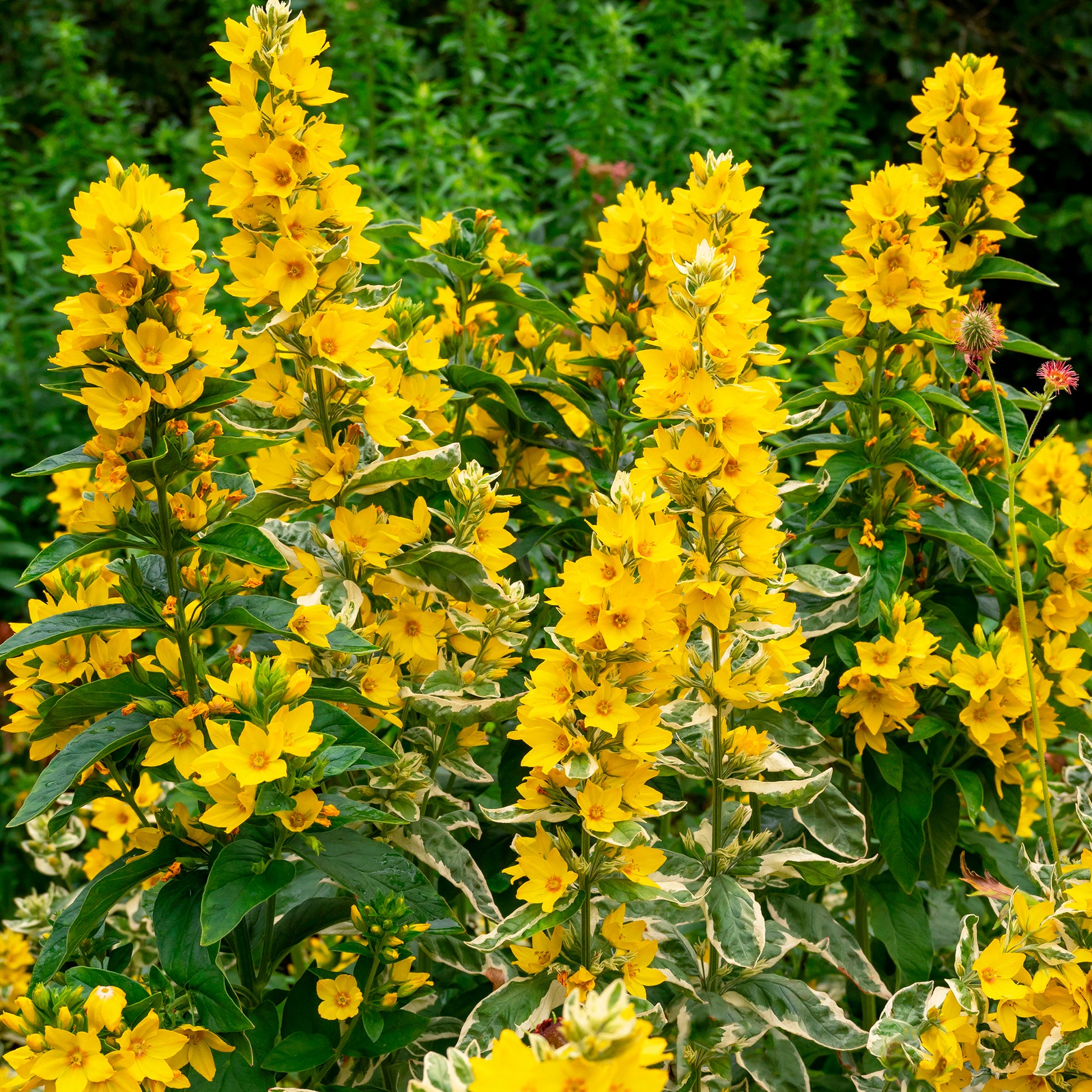 Verkauf Gilbweiderich Alexander - Lysimachia punctata Alexander
