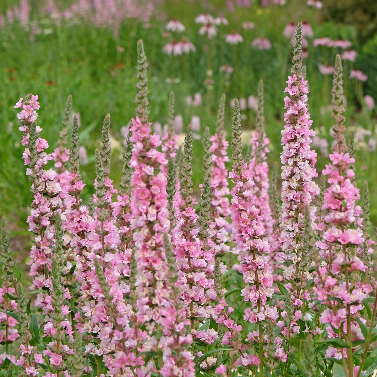 Verkauf Blut-Weiderich Blush