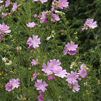 Malva moschata Rosea - Moschus-Malve 'Rosea' - Malven  