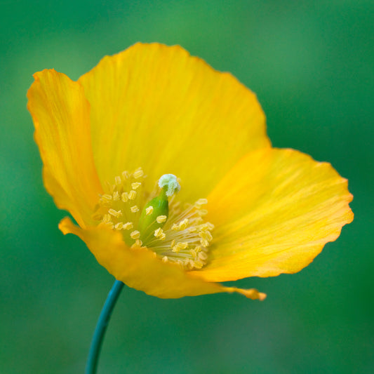 Kambrischer Scheinmohn - Bakker