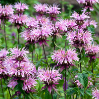 Bergamotte-Pflanze 'Beauty of Cobham' - Monarda beauty of cobham - Bakker