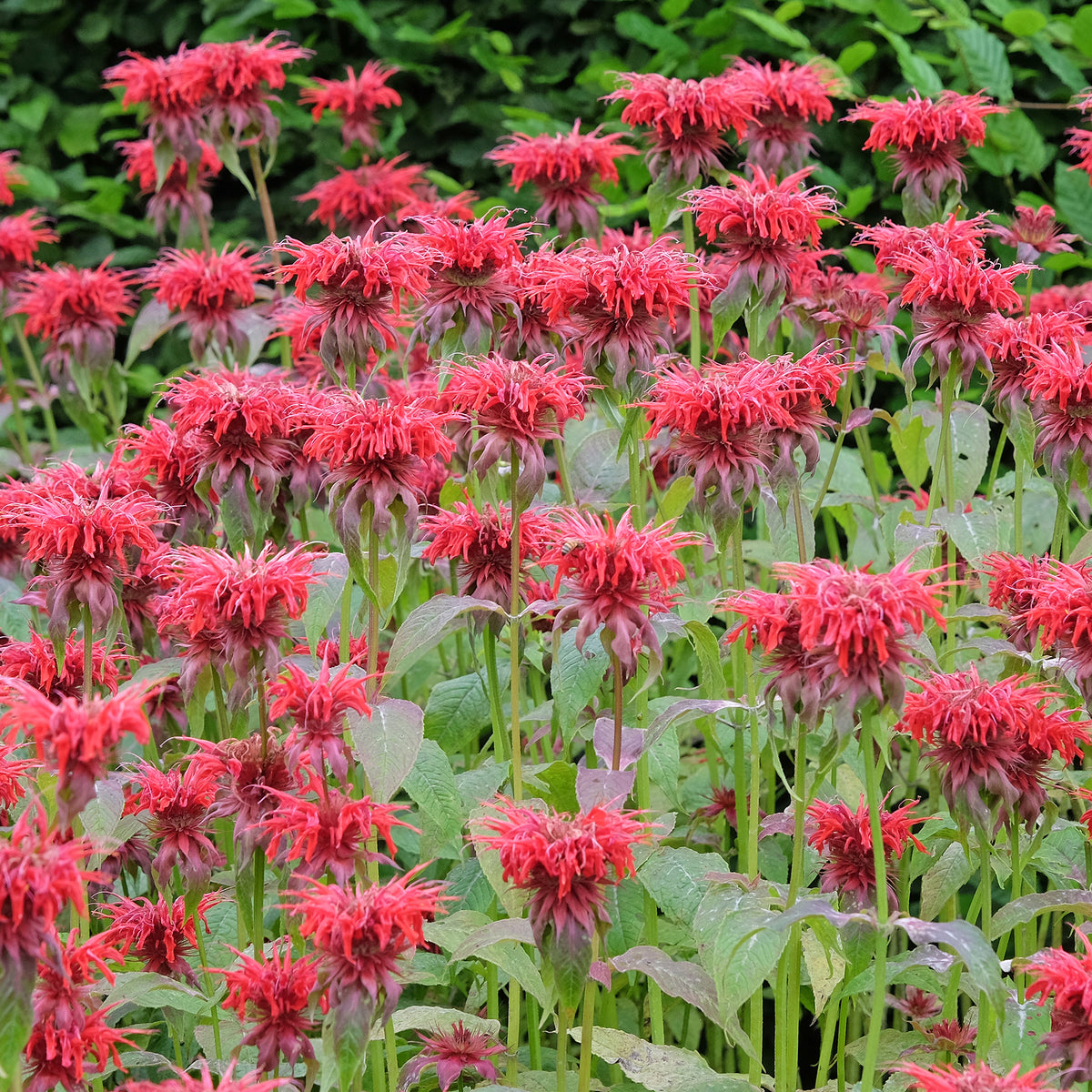 Indianernessel 'Cambridge Scarlet'