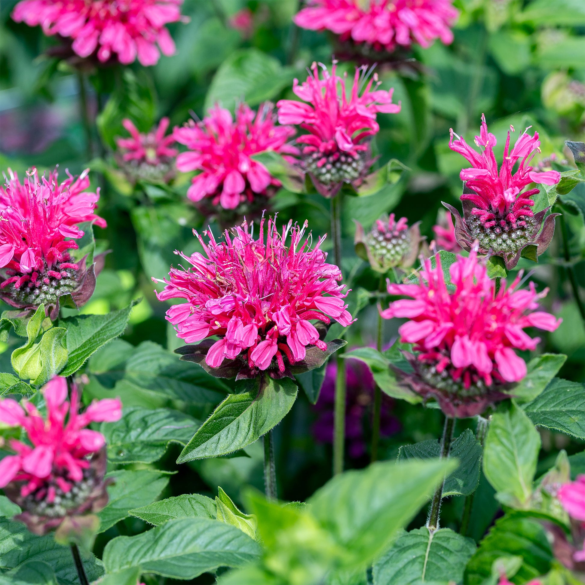 Monarda Pink Lace - Monarde Pink Lace - Blühende Stauden