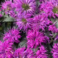 Monarde Purple Lace - Monarda fistulosa Purple Lace - Bakker