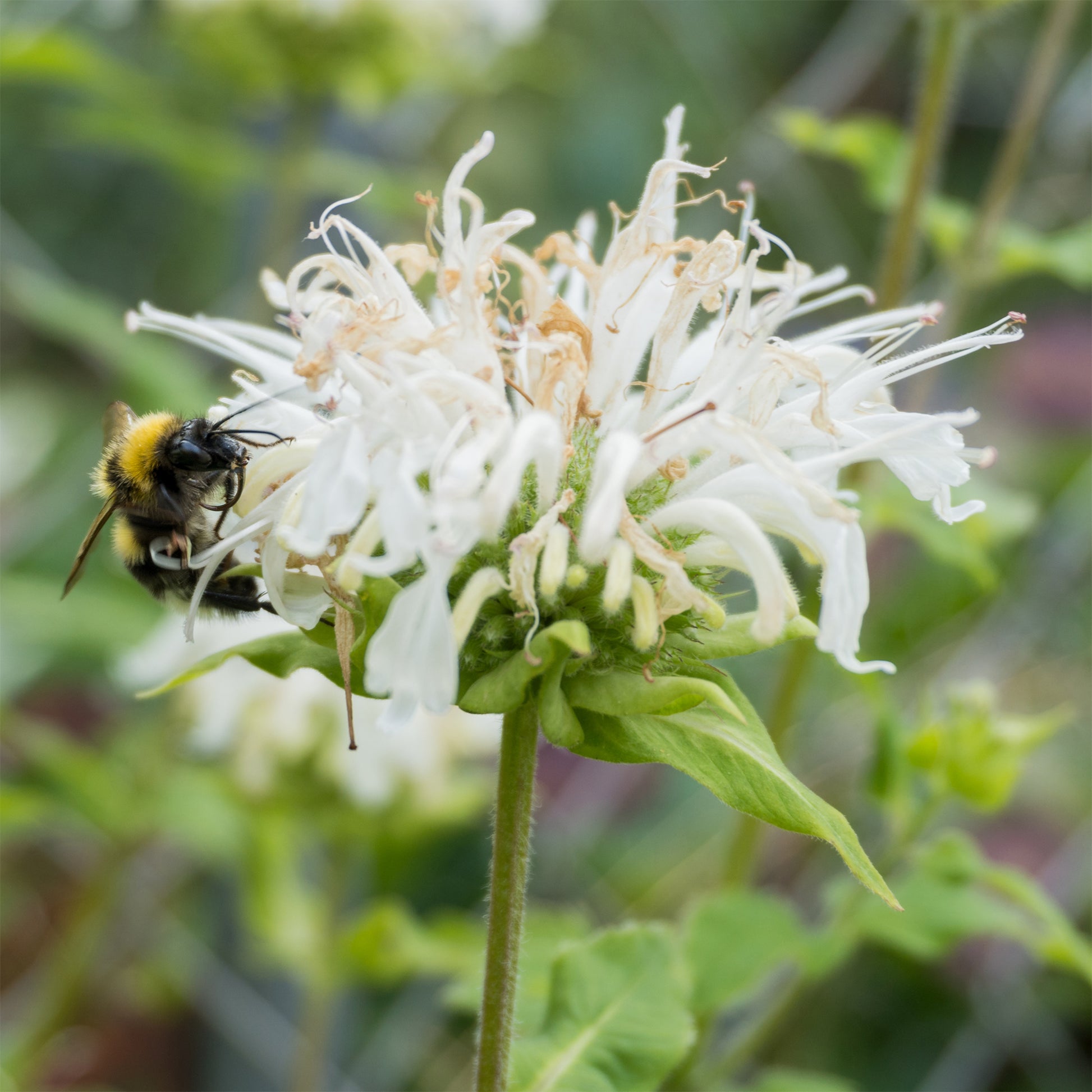 Bergamotte-Pflanze 'Schneewittchen' - Monarda schneewittchen - Bakker