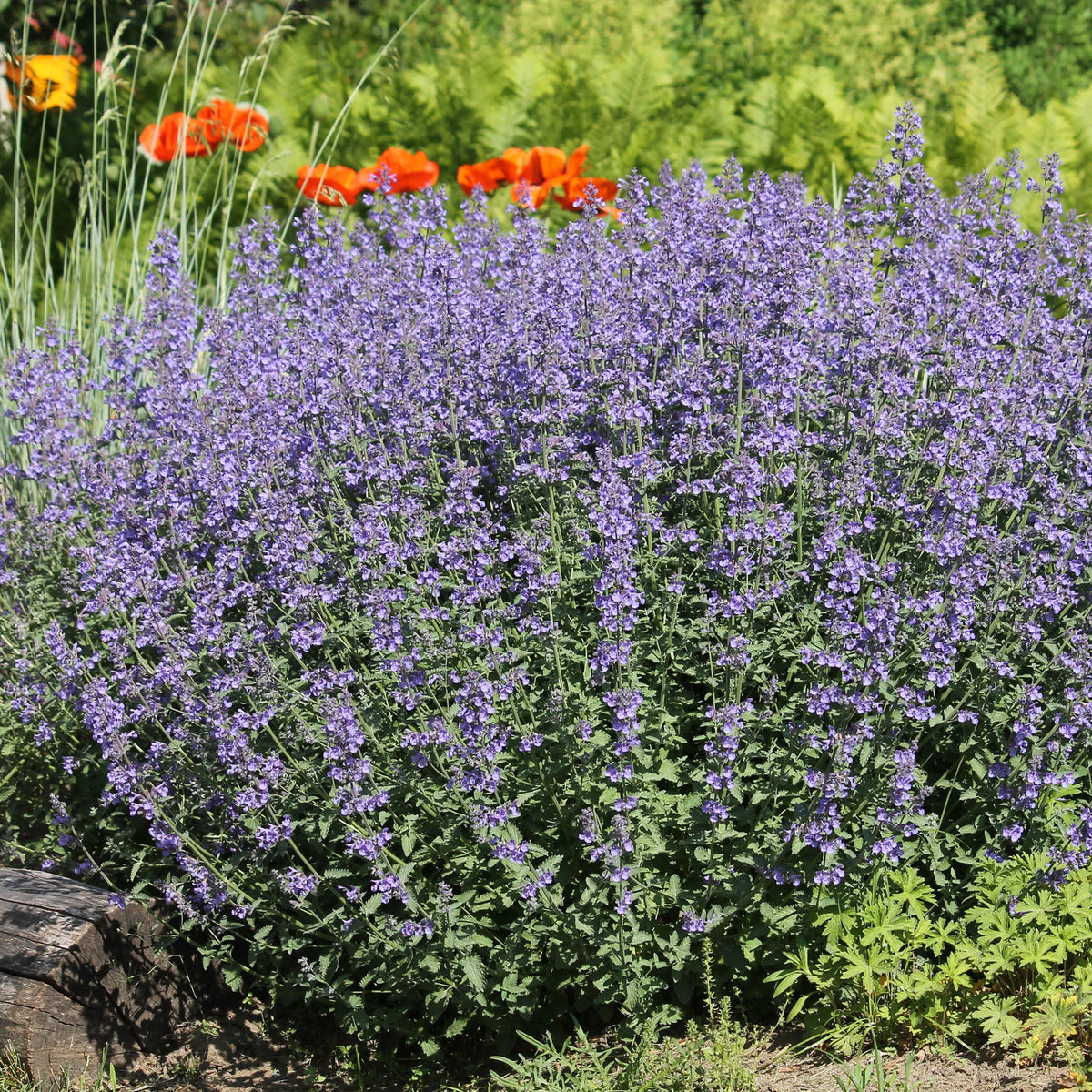Blühende Stauden - 5 Stauden für ein sonniges Beet - Deschampsia cespitosa, Gaura lindheimeri, Nepeta faassenii, Perovskia atriplicifolia, Echinacea pallida                