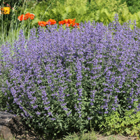Blaue Katzenminze - Nepeta faassenii - Bakker