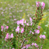 Dornige Bugrane
