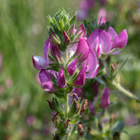 Dornige Bugrane