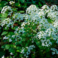 Pachyphragma macrophyllum - Großblättrige Schaumkraut - Stauden