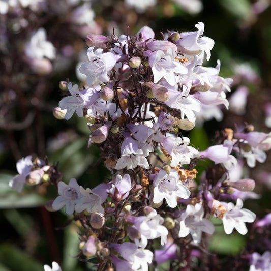 Fingerhutförmiger Bartfaden 'Huskers Red' - Bakker