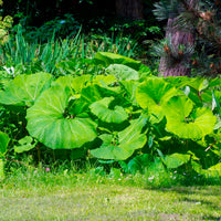 Petasites hybridus - Große Pestwurz - Stauden