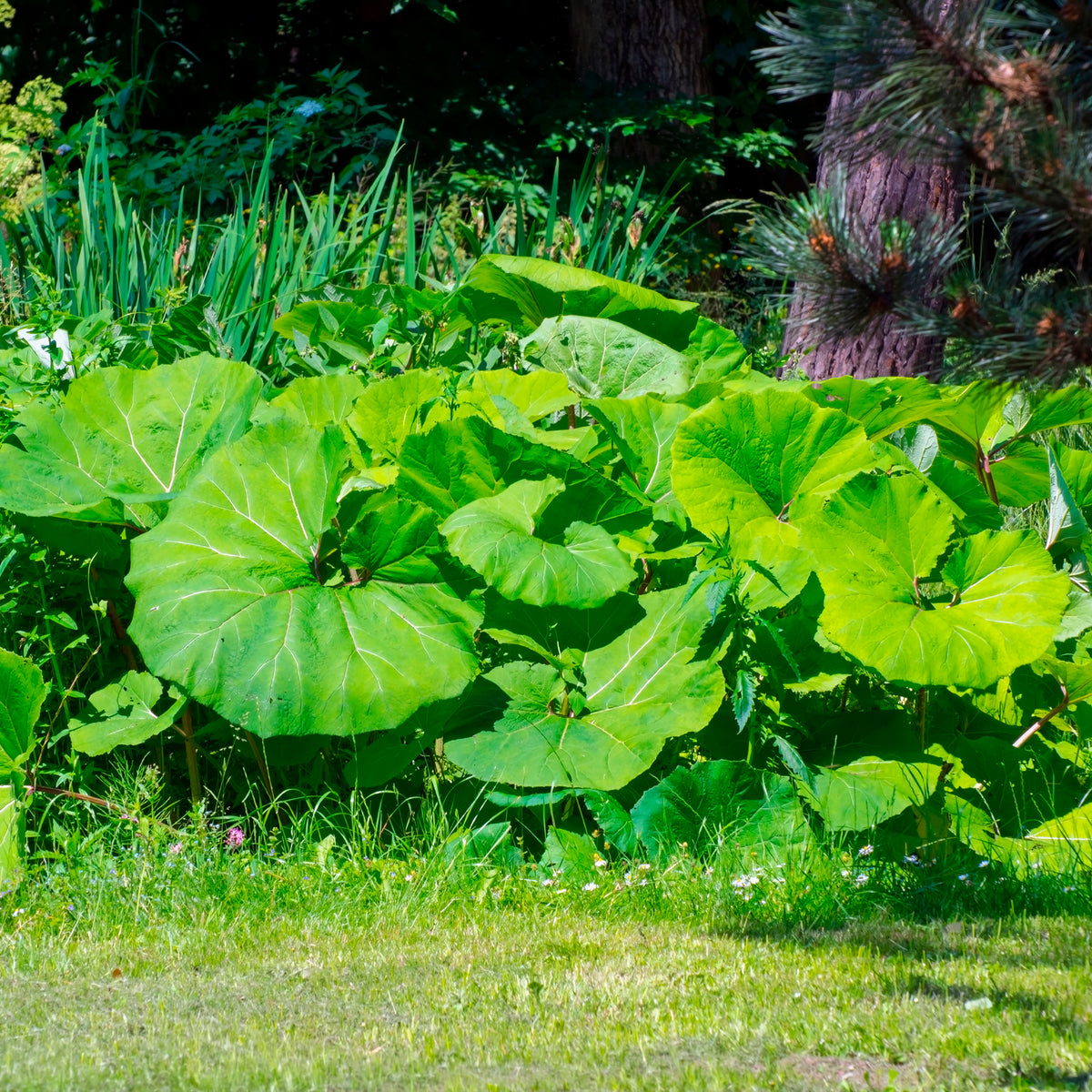Petasites hybridus - Große Pestwurz - Stauden