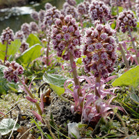 Große Pestwurz - Petasites hybridus - Bakker