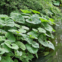 Große Pestwurz - Bakker