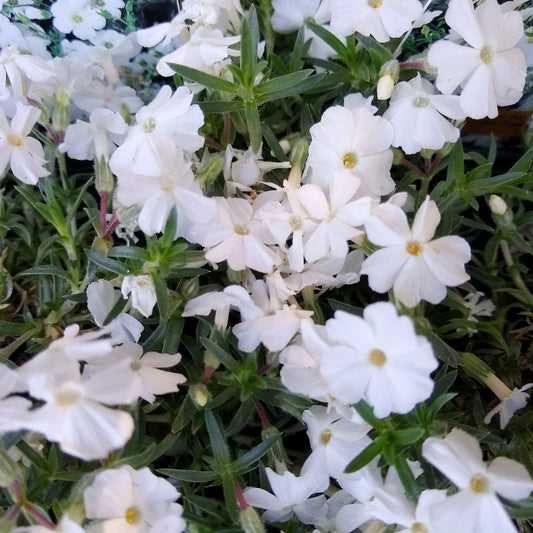 Teppich-Flammenblume 'White Admiral' - Bakker
