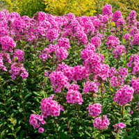 Flammenblume Eva Cullum - Phlox paniculata Eva Cullum - Bakker