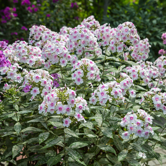 Phlox paniculatus Europa (x3)