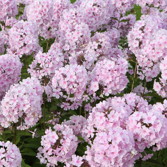 Phlox paniculatus Rosa Pastell - Bakker