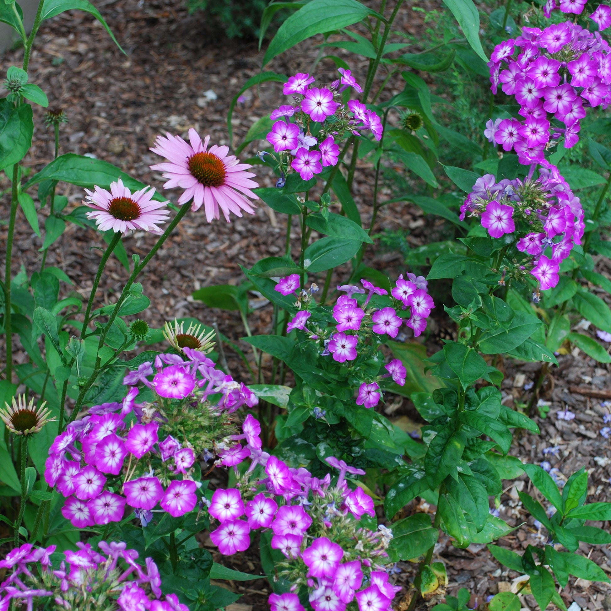 Hohe Flammenblume Uspech - Phlox paniculata Uspech - Bakker