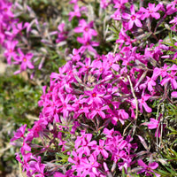 Flammenblume Atropurpurea (x3) - Bakker