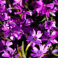 Flammenblume Atropurpurea (x3) - Phlox subulata Atropurpurea - Bakker