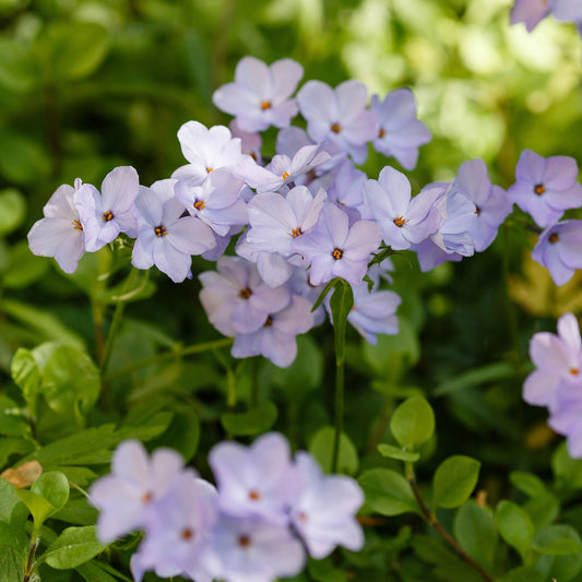 Blue Ridge Kriechender Phlox (x3)