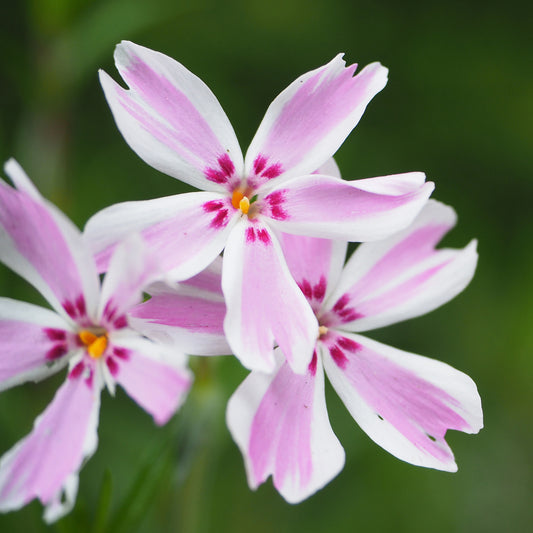 Phlox Moos Candy Stripes (x3)