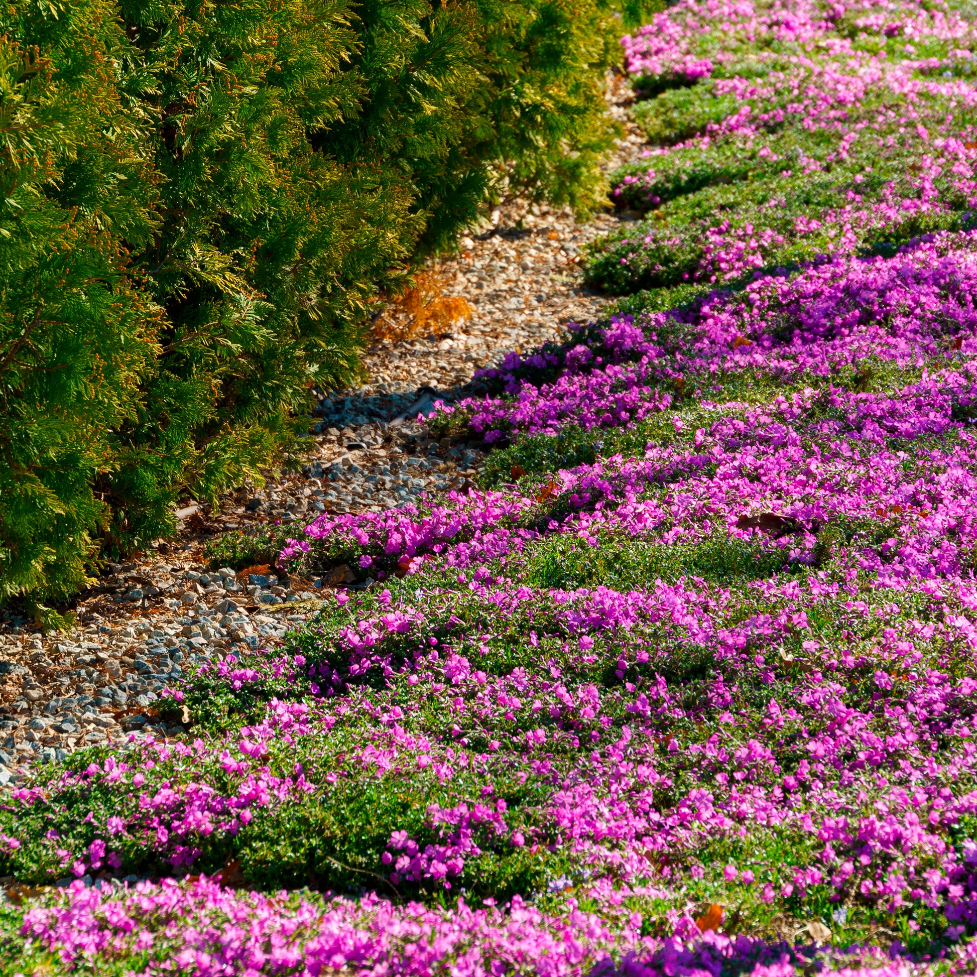 Phlox subulata Mcdaniels Cushion - Teppich-Flammenblume 'Mac Daniels Cushion' - Phlox