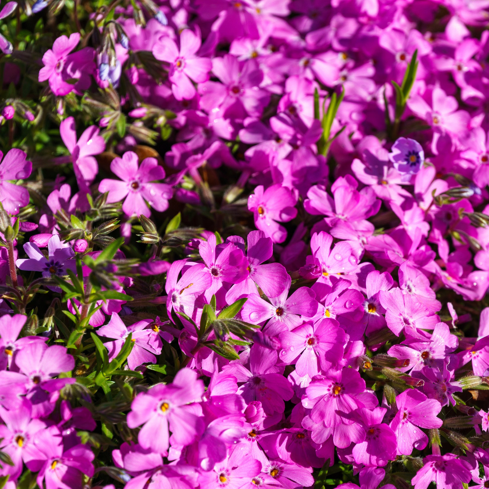 Teppich-Flammenblume 'Mac Daniels Cushion' - Bakker