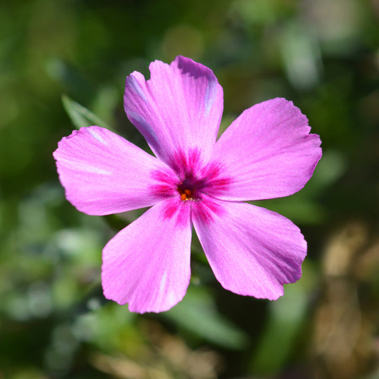 Phlox mousses McDaniel's Kissen (x3)