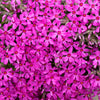 Teppich-Flammenblume Scarlet Flame (x3) - Bakker