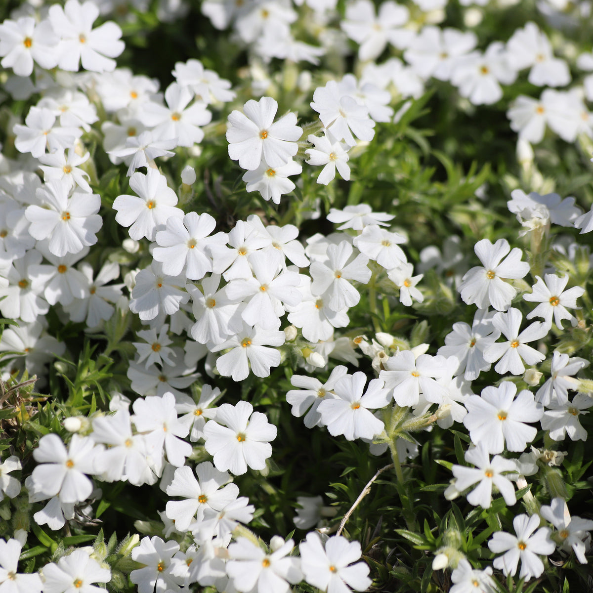 Phlox subulata White Delight - Polster-Phlox ‘White Delight’ - Phlox